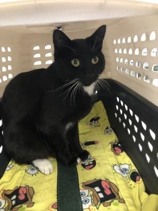 Bobbi Jo, Adoptable, Adult Female Domestic Short Hair & Domestic Short Hair.