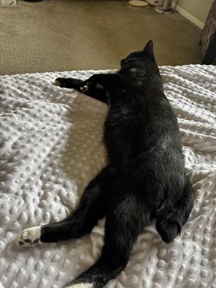 Bobbi Jo, a Adoptable mixed breed in Hillsboro, OR image 2/3