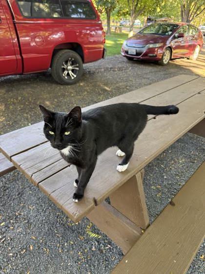 Bobbi Jo, a Adoptable mixed breed in Hillsboro, OR image 3/3