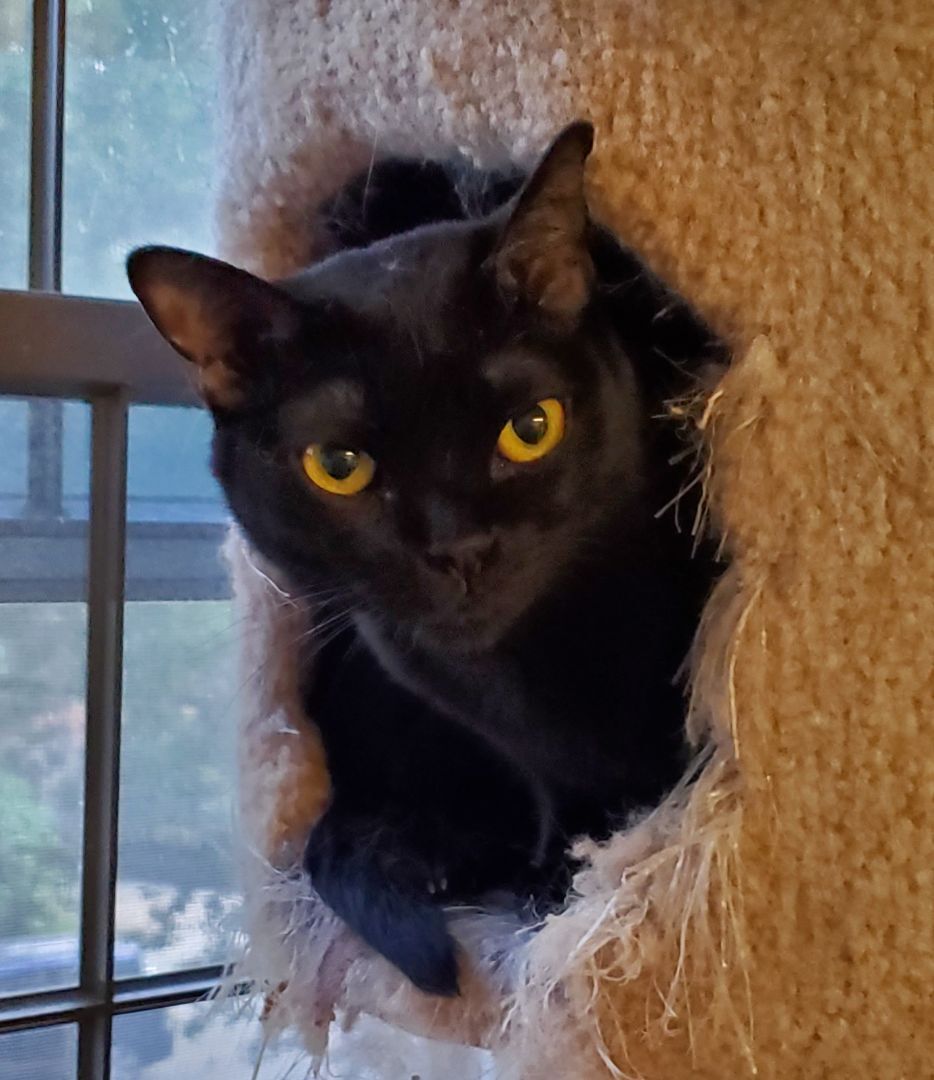 Sabrina, Adult Female unknown