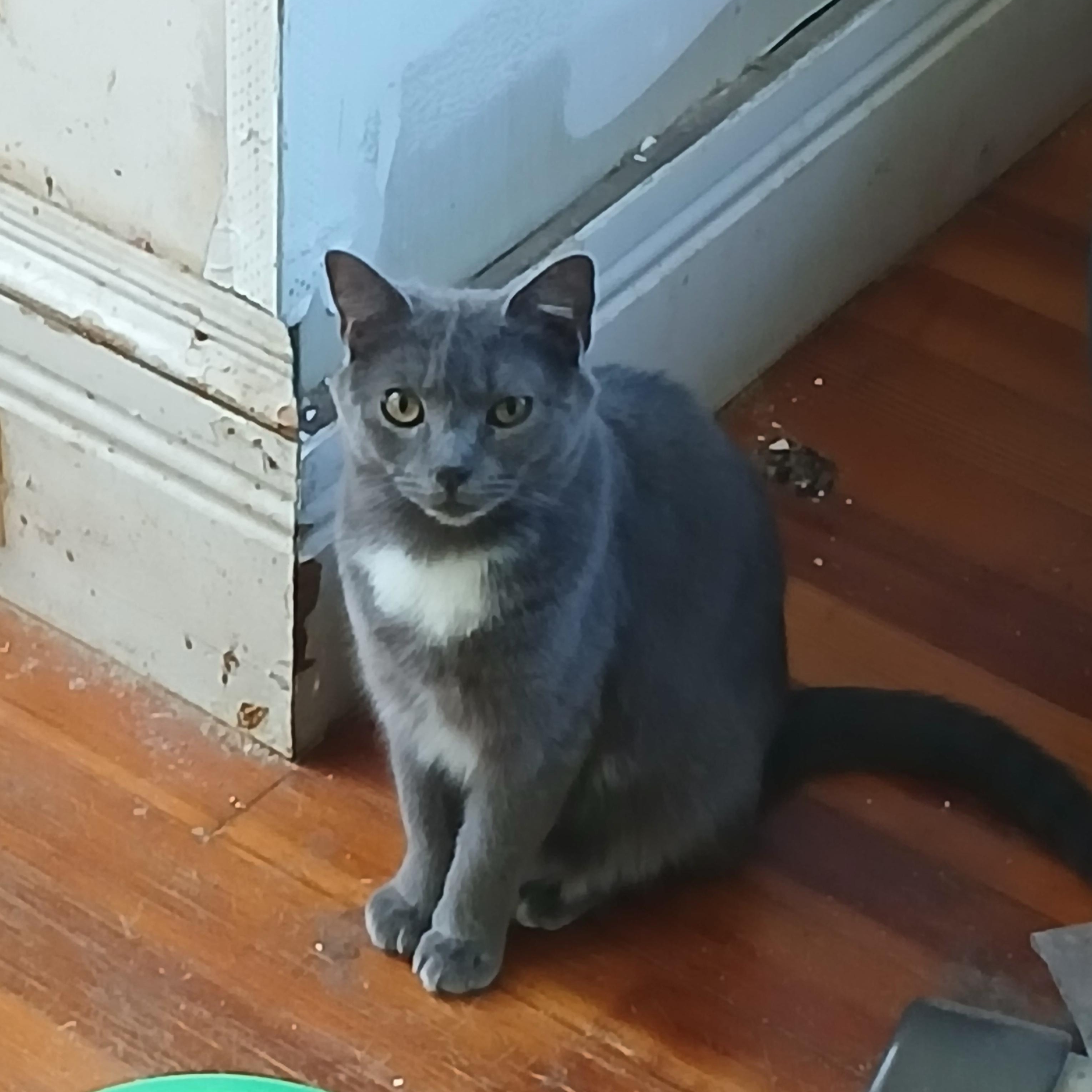 The Barn Cats, ADOPTABLE, Adult Male Domestic Short Hair.