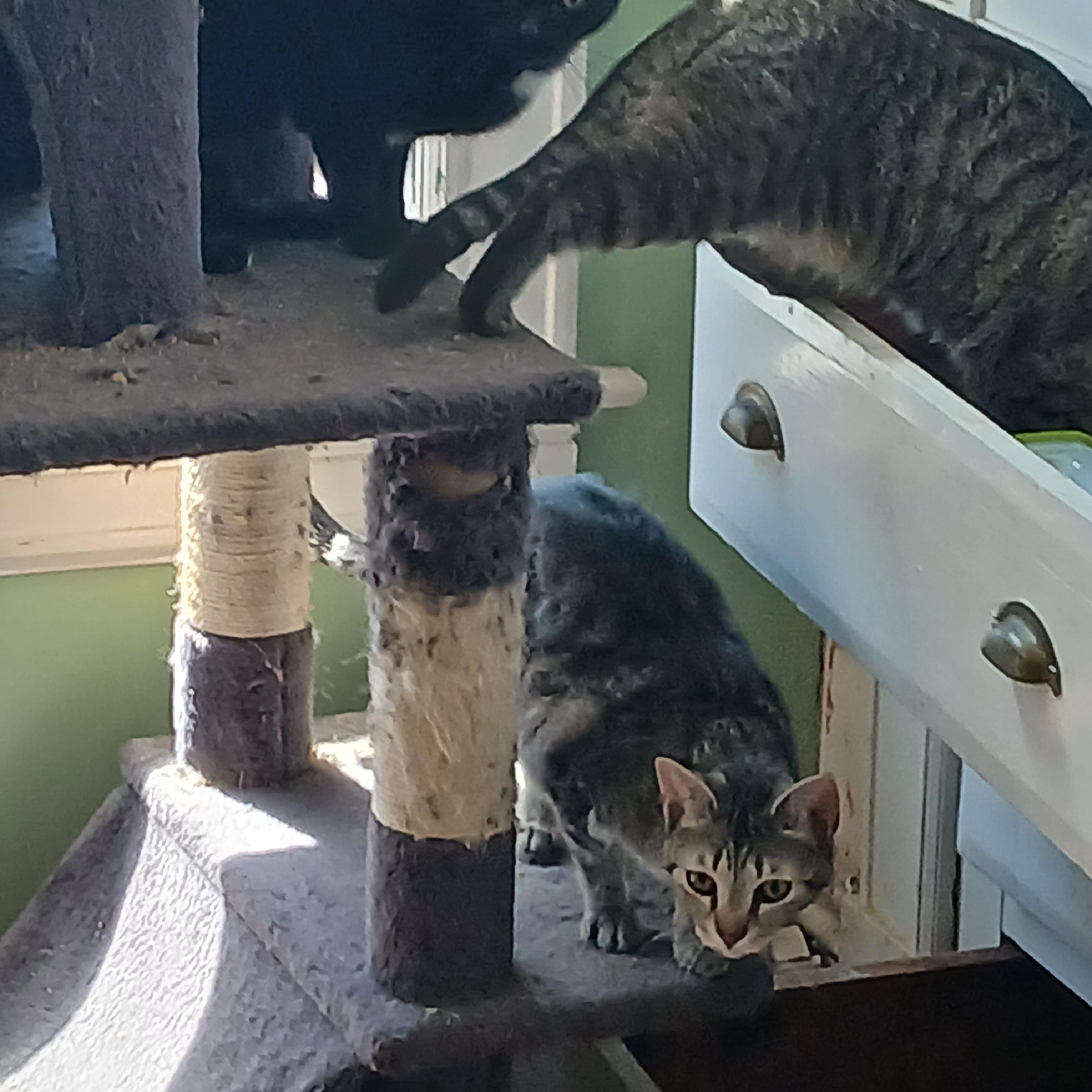 Enlarge The Barn Cats, a ADOPTABLE Domestic Short Hair in Springfield, MA image 2/3