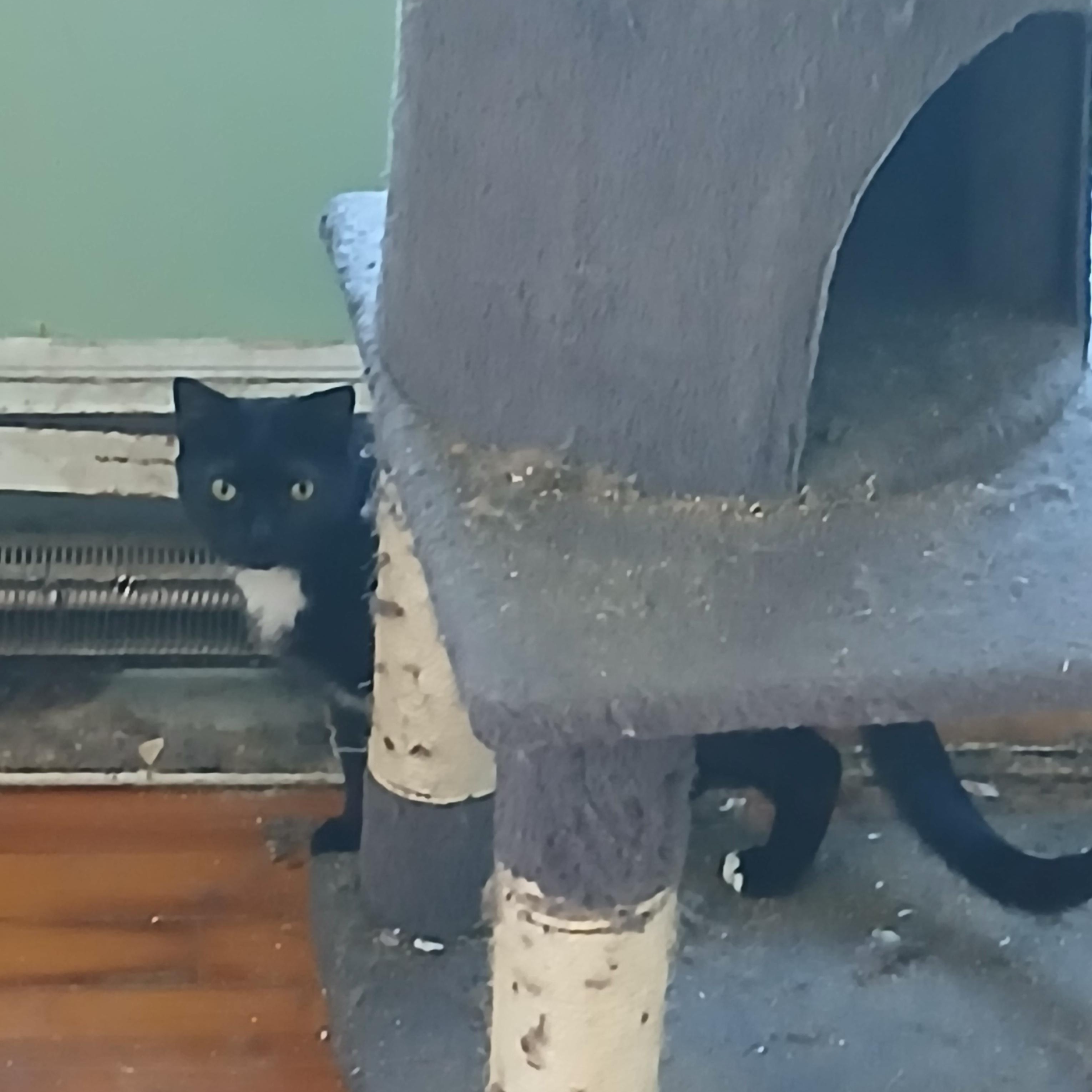 Enlarge The Barn Cats, a ADOPTABLE Domestic Short Hair in Springfield, MA image 3/3