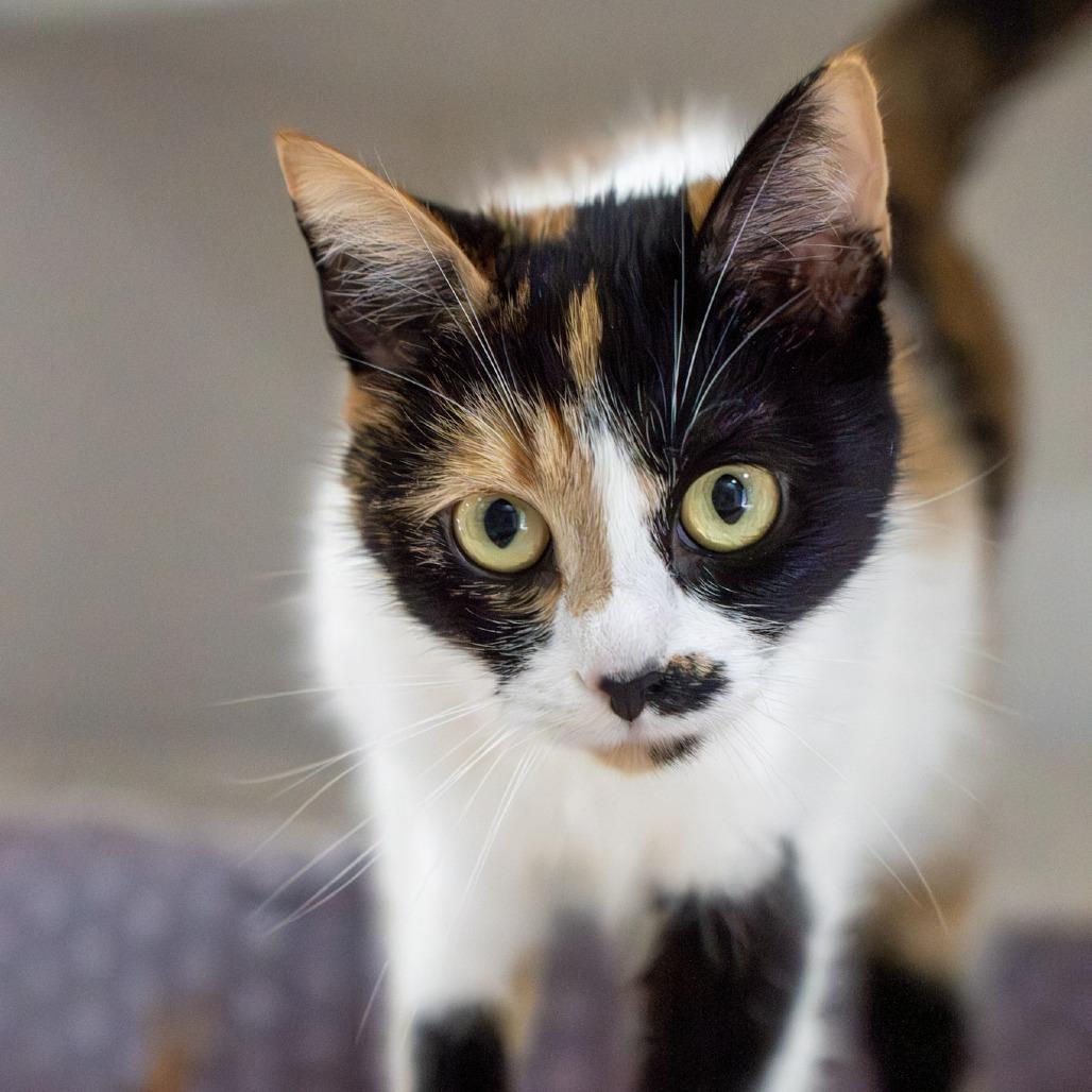 Mable, a Adoptable Domestic Short Hair in Elizabeth City, NC image 1/5