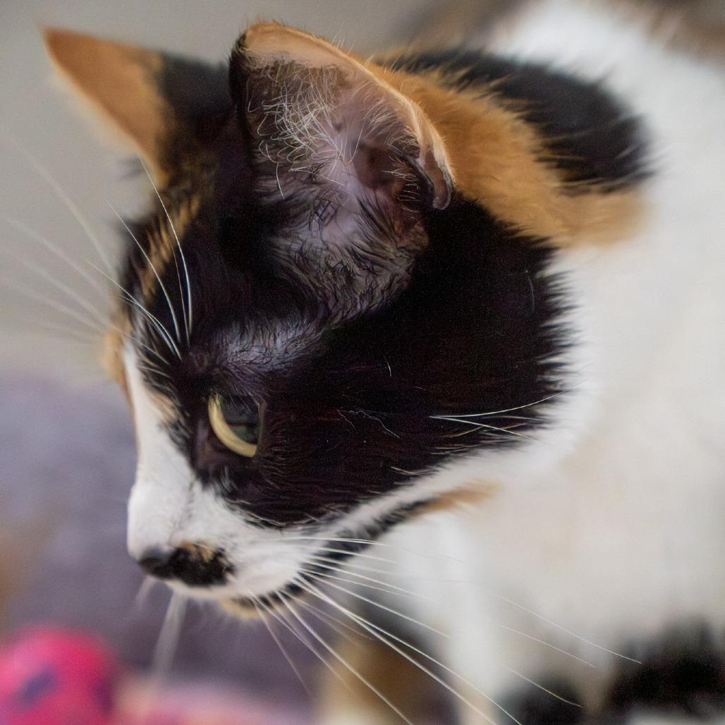 Mable, a Adoptable Domestic Short Hair in Elizabeth City, NC image 2/5