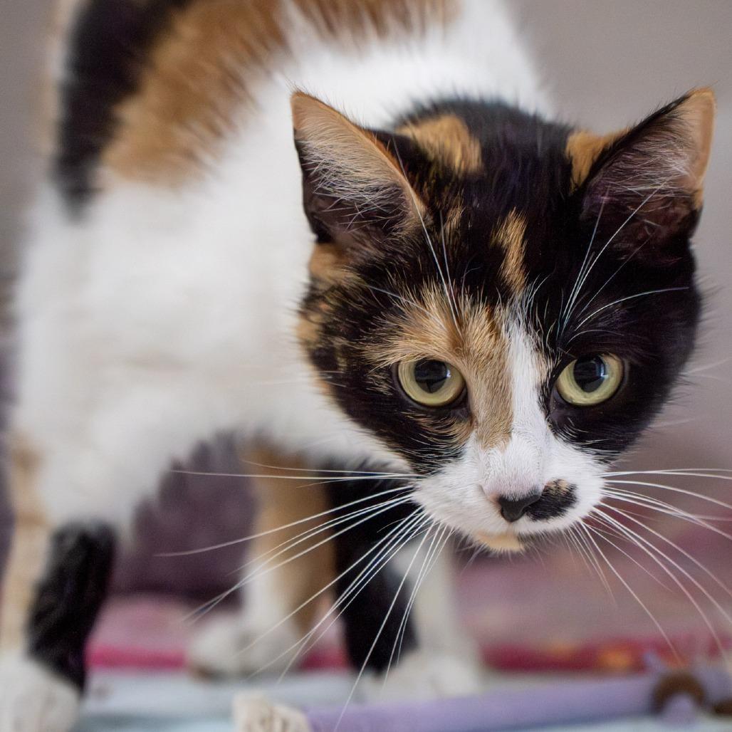 Mable, a Adoptable Domestic Short Hair in Elizabeth City, NC image 3/5