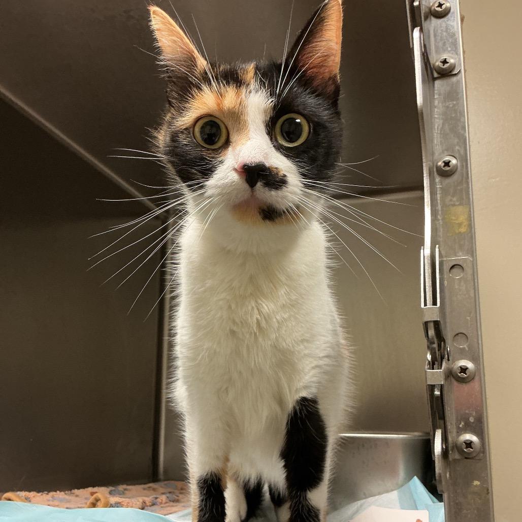 Mable, a Adoptable Domestic Short Hair in Elizabeth City, NC image 4/5