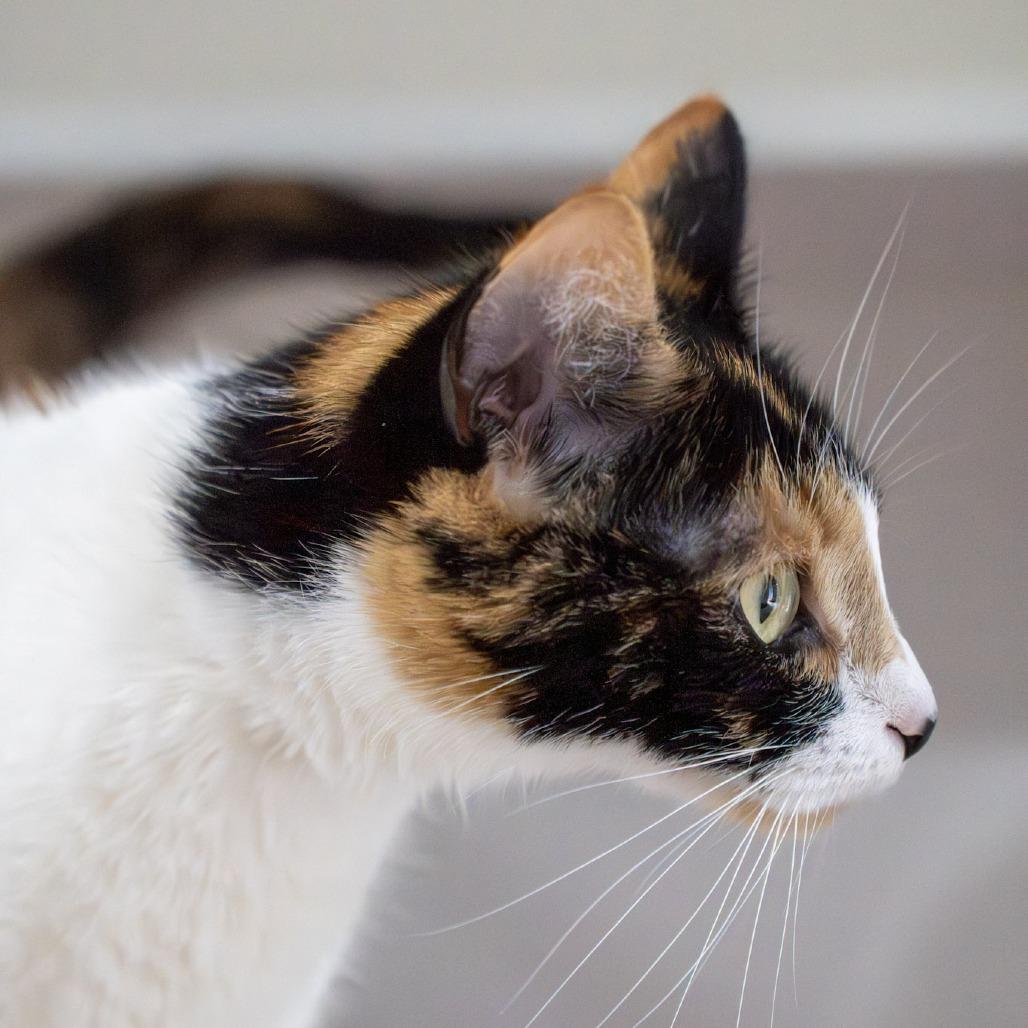Mable, a Adoptable Domestic Short Hair in Elizabeth City, NC image 5/5