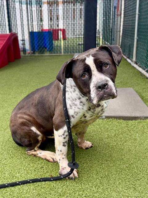 EDNA, Adoptable, Adult Female Terrier & Mixed Breed.