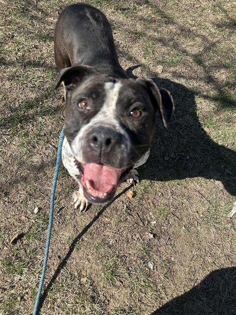 EDNA, Adoptable, Adult Female Terrier & Mixed Breed.