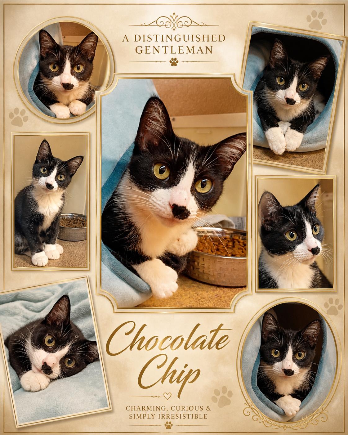 Chocolate Chip, ADOPTABLE, Young Male Tuxedo & Domestic Short Hair.