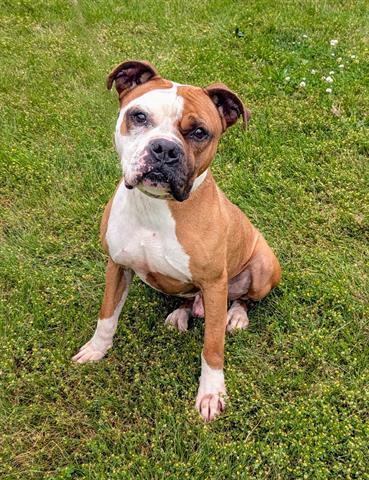 DICE, Adoptable, Adult Male Boxer.