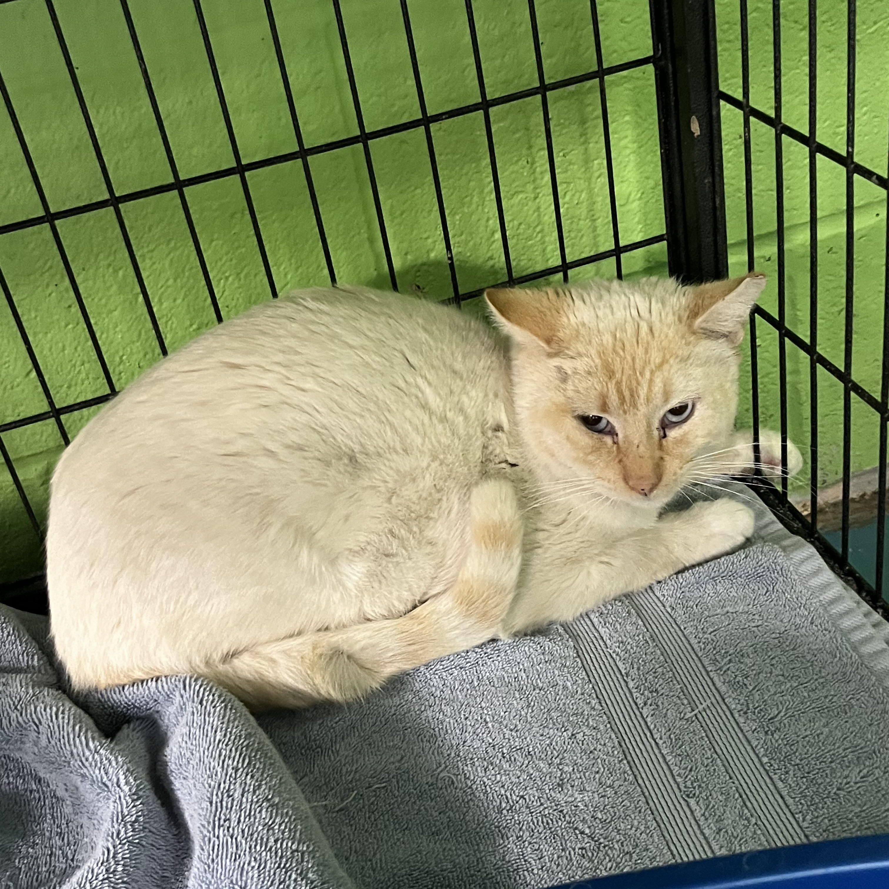 Enlarge Cashew, a ADOPTABLE Siamese in Pompton Plains, NJ image 1/1