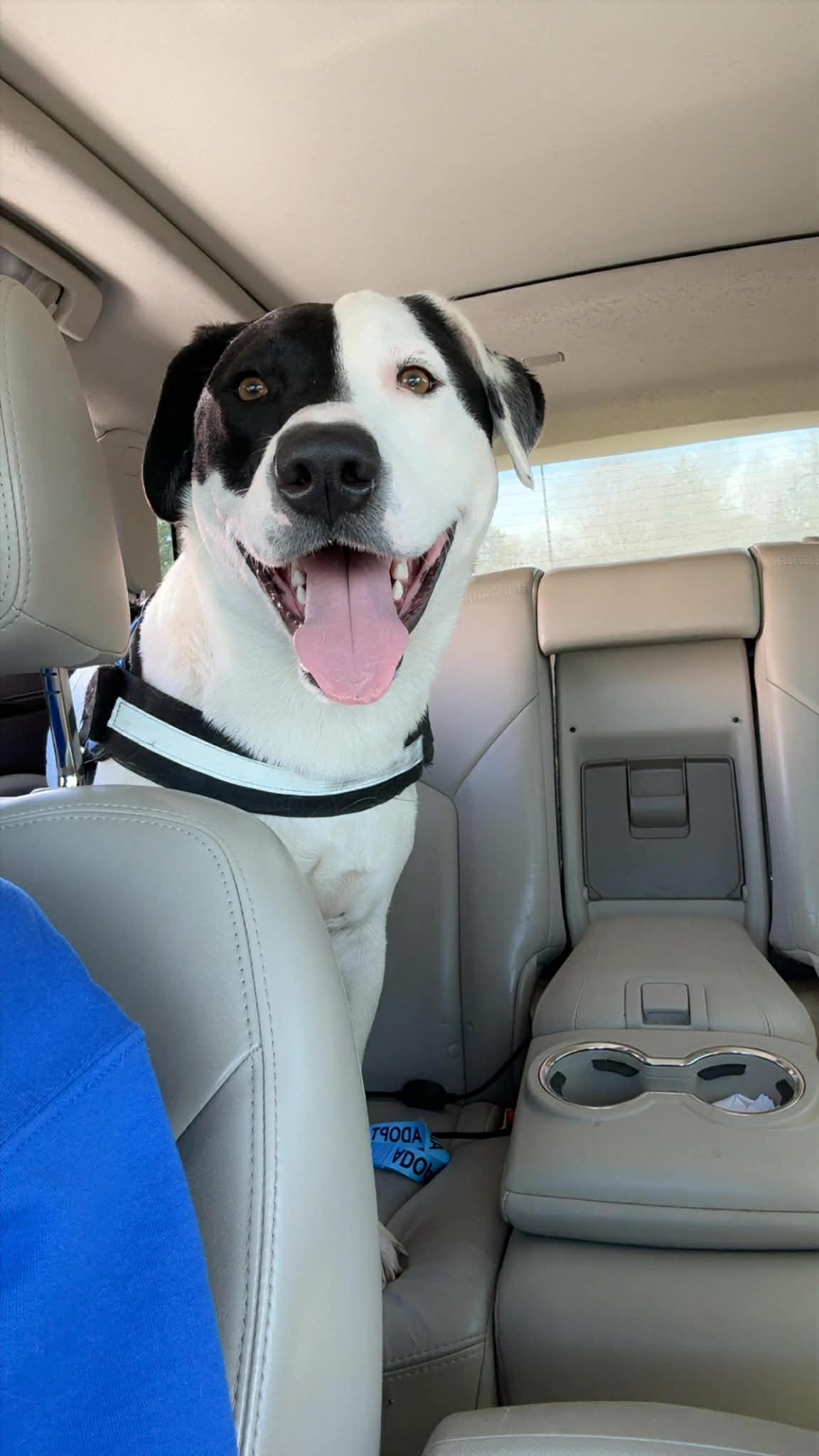 Panda , an adoptable Mixed Breed in Holmen, WI image 5/6