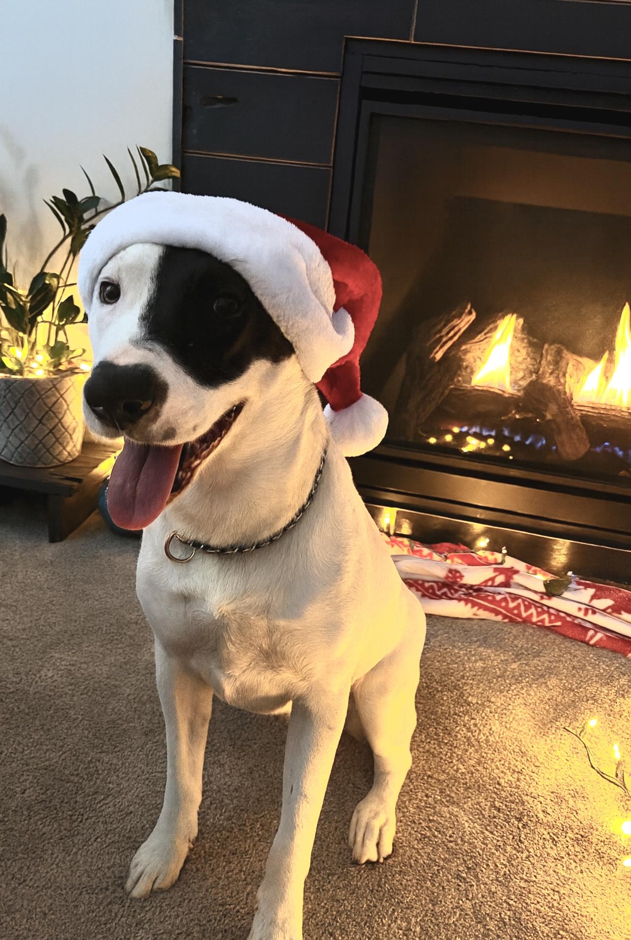 Penguin, a Adoptable Mixed Breed in Holmen, WI image 1/6