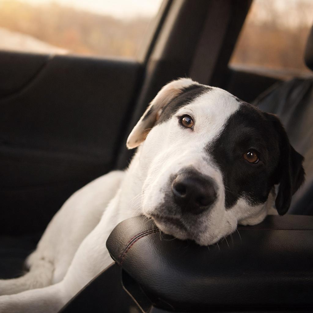 Panda , an adoptable Mixed Breed in Holmen, WI image 3/6