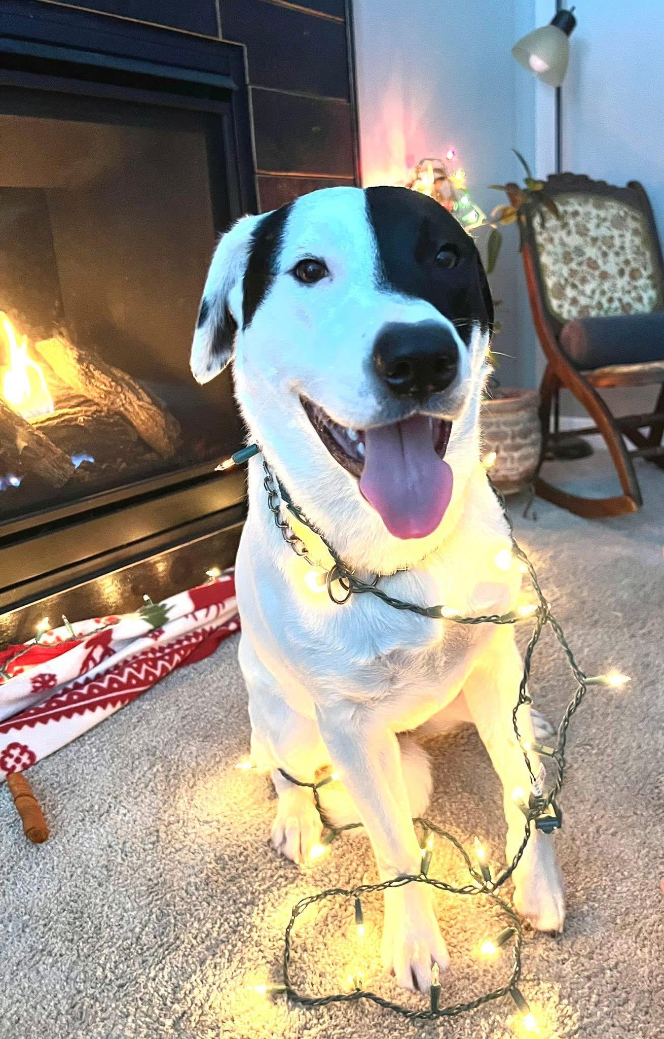 Penguin, a Adoptable Mixed Breed in Holmen, WI image 2/6