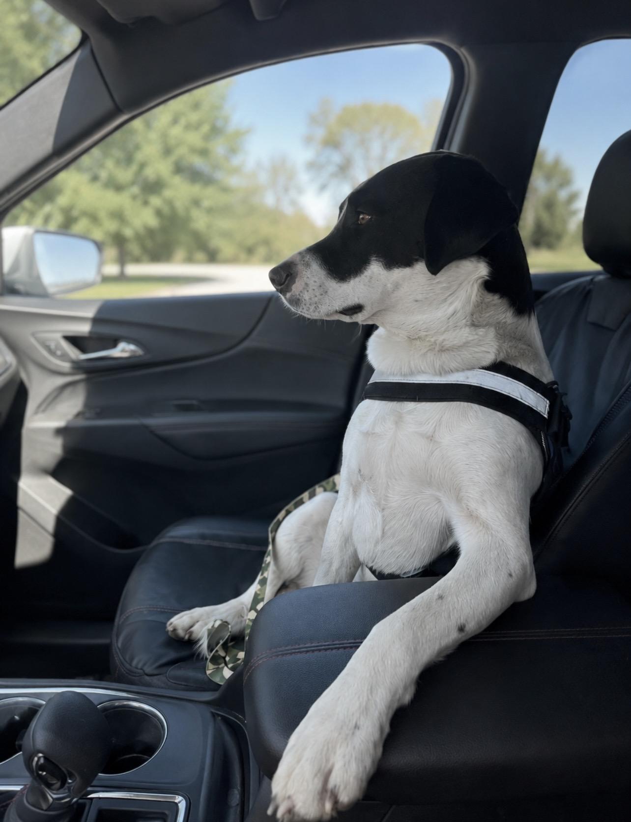 Panda , an adoptable Mixed Breed in Holmen, WI image 2/6