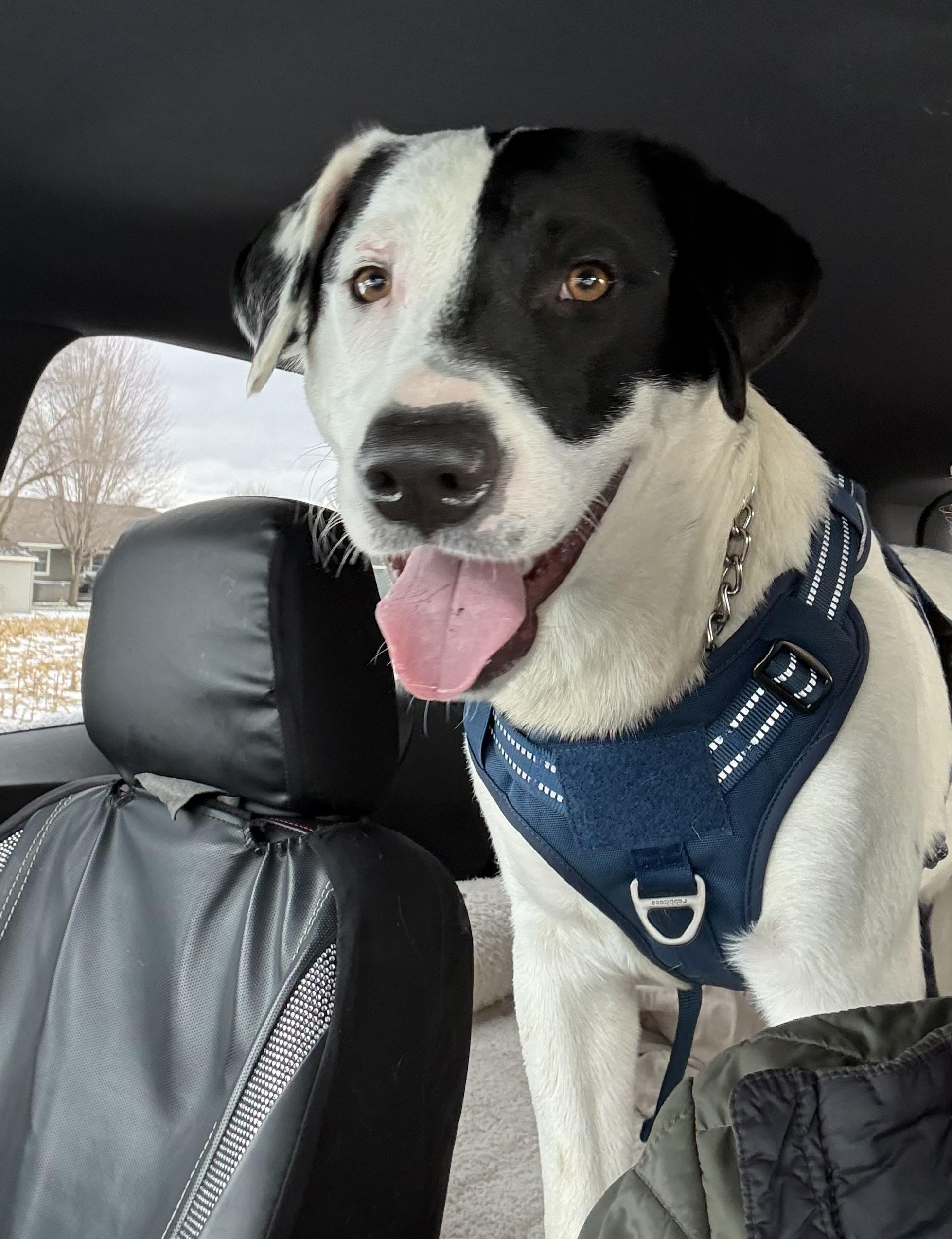 Penguin, a Adoptable Mixed Breed in Holmen, WI image 3/6