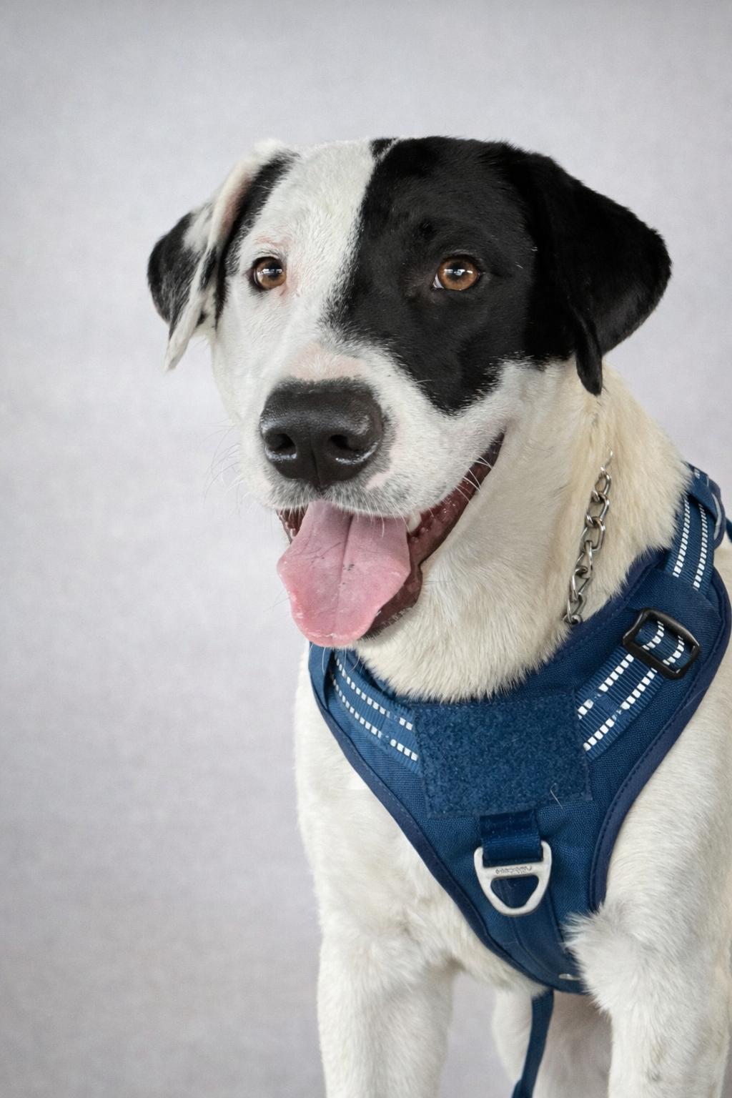 Enlarge Panda , a Adoptable Mixed Breed in Holmen, WI image 1/6