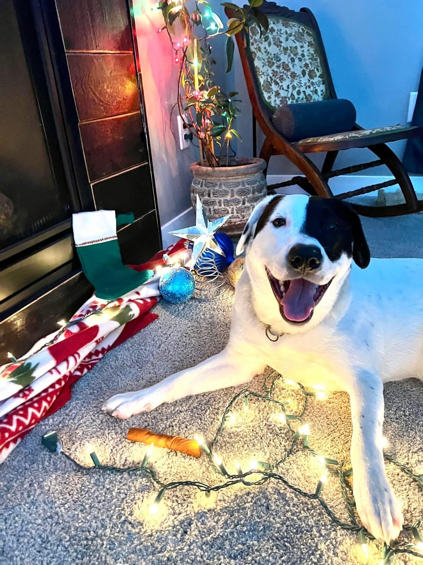 Penguin, a Adoptable Mixed Breed in Holmen, WI image 4/6