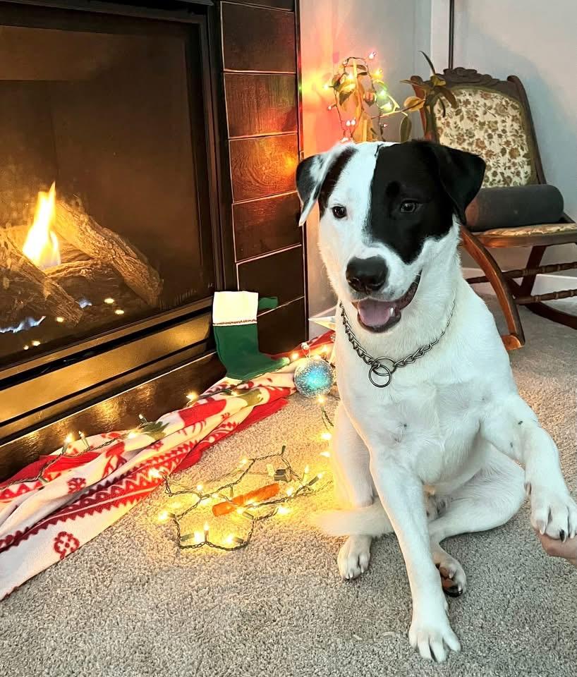 Penguin, a Adoptable Mixed Breed in Holmen, WI image 5/6