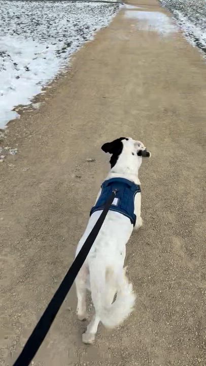 Enlarge Penguin, a Adoptable Mixed Breed in Holmen, WI video 6/6