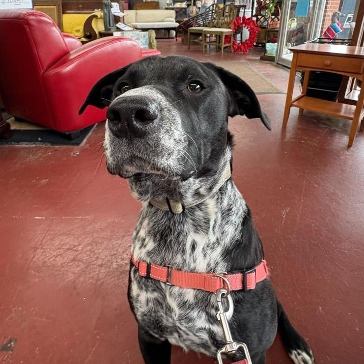 Dallas, Adoptable, Adult Male Cattle Dog & Labrador Retriever.