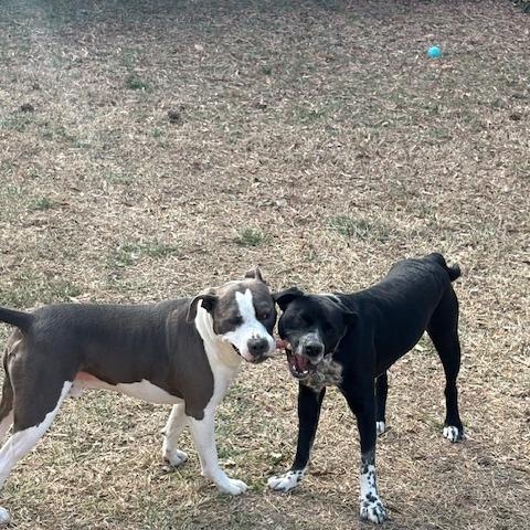 Enlarge Dallas, a Adoptable mixed breed in Richmond, VA image 2/6