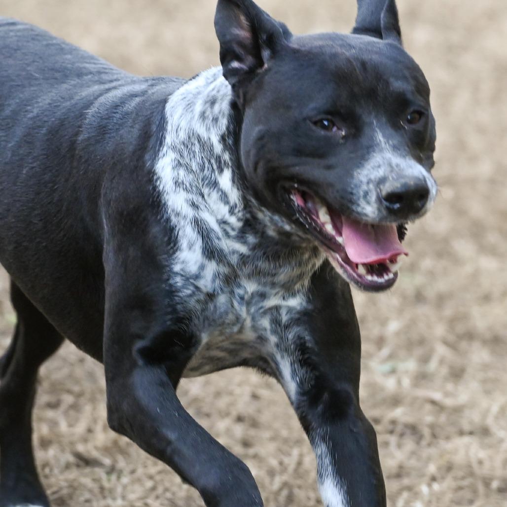 Enlarge Dallas, a Adoptable mixed breed in Richmond, VA image 3/6