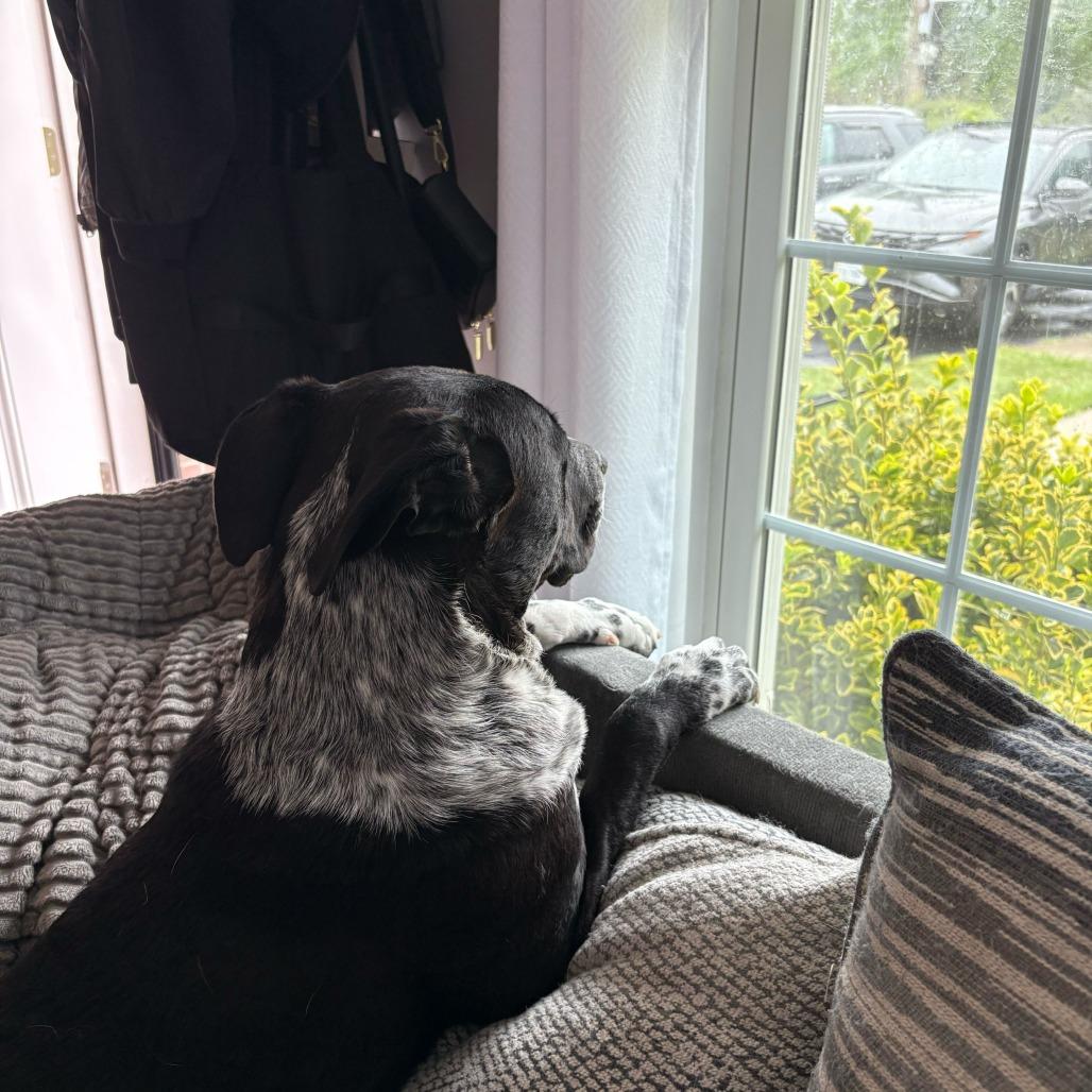 Enlarge Dallas, a Adoptable mixed breed in Richmond, VA image 4/6