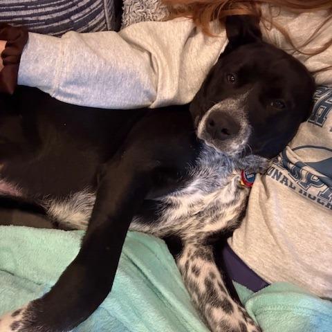 Enlarge Dallas, a Adoptable mixed breed in Richmond, VA image 4/6