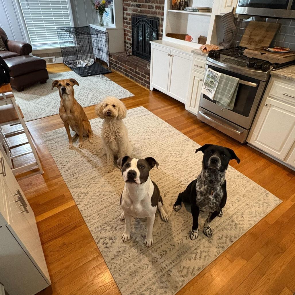 Enlarge Dallas, a Adoptable mixed breed in Richmond, VA image 5/6