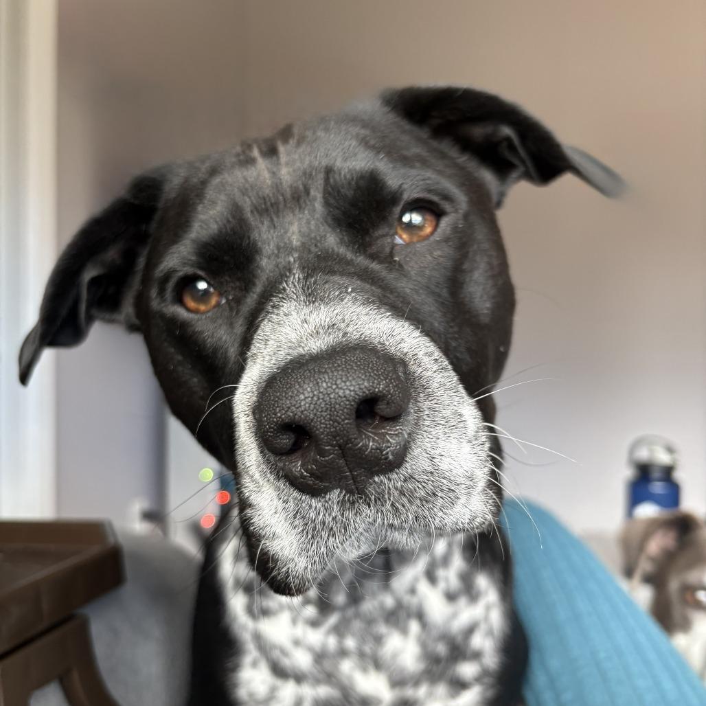 Enlarge Dallas, a Adoptable mixed breed in Richmond, VA image 6/6