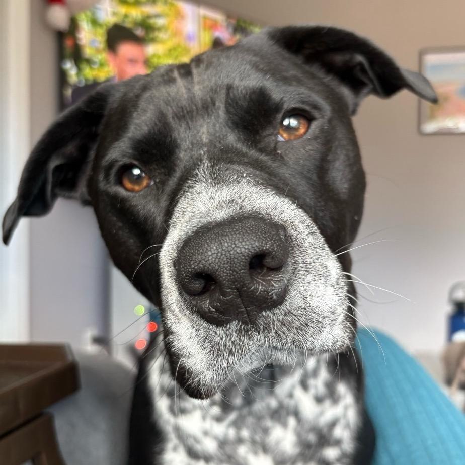 Enlarge Dallas, a Adoptable mixed breed in Richmond, VA image 5/6