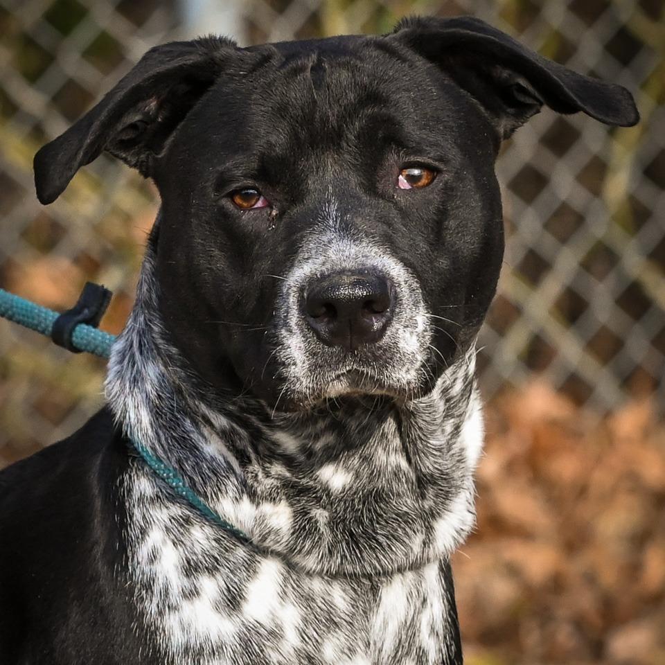 Enlarge Dallas, a Adoptable mixed breed in Richmond, VA image 6/6