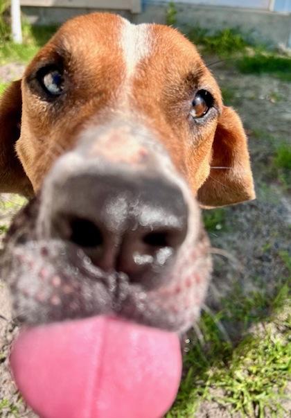 Dale, Adoptable, Adult Male Hound & Mixed Breed.