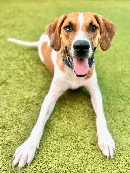 Dale, Adoptable, Adult Male Hound & Mixed Breed.