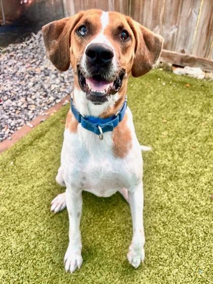 Dale, a Adoptable mixed breed in Port Saint Joe, FL image 3/3