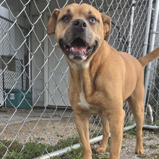 Connelly, Adoptable, Adult Male Mixed Breed & Pug.