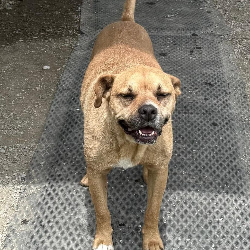 Enlarge Connelly, a Adoptable mixed breed in Brooksville, KY image 2/6