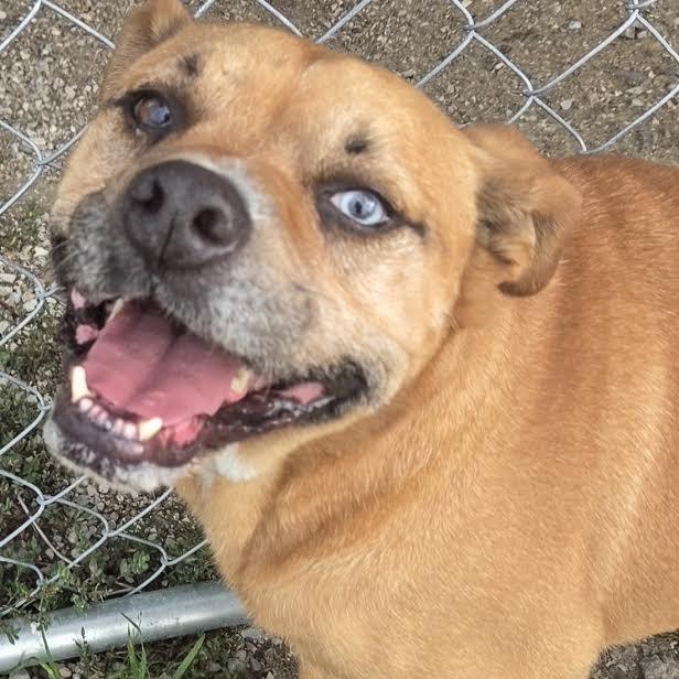 Enlarge Connelly, a Adoptable mixed breed in Brooksville, KY image 3/6