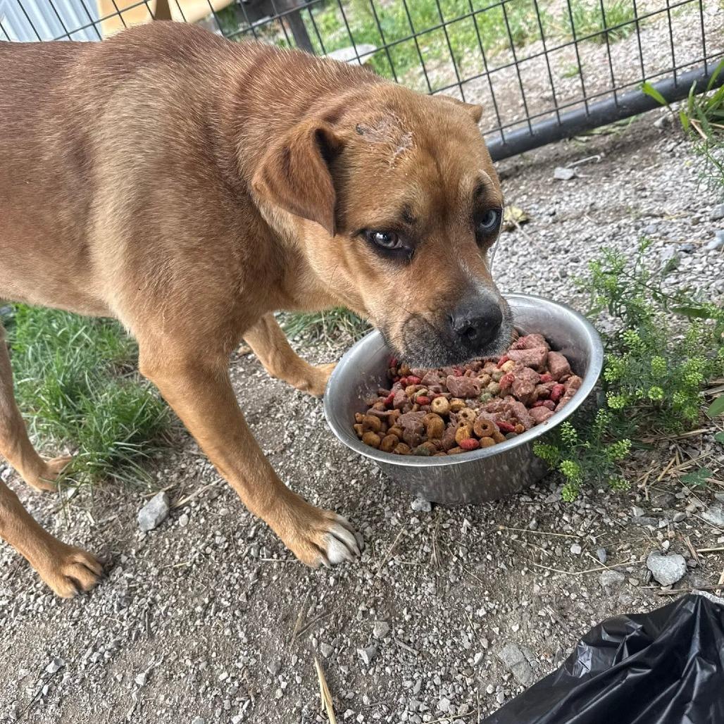 Enlarge Connelly, a Adoptable mixed breed in Brooksville, KY image 4/6