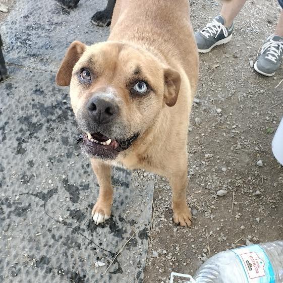 Enlarge Connelly, a Adoptable mixed breed in Brooksville, KY image 5/6