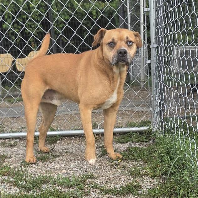 Enlarge Connelly, a Adoptable mixed breed in Brooksville, KY image 6/6