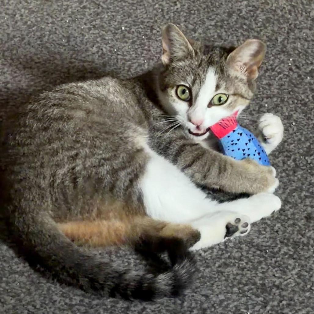 Shy girl, Adoptable, Kitten Female Domestic Medium Hair.