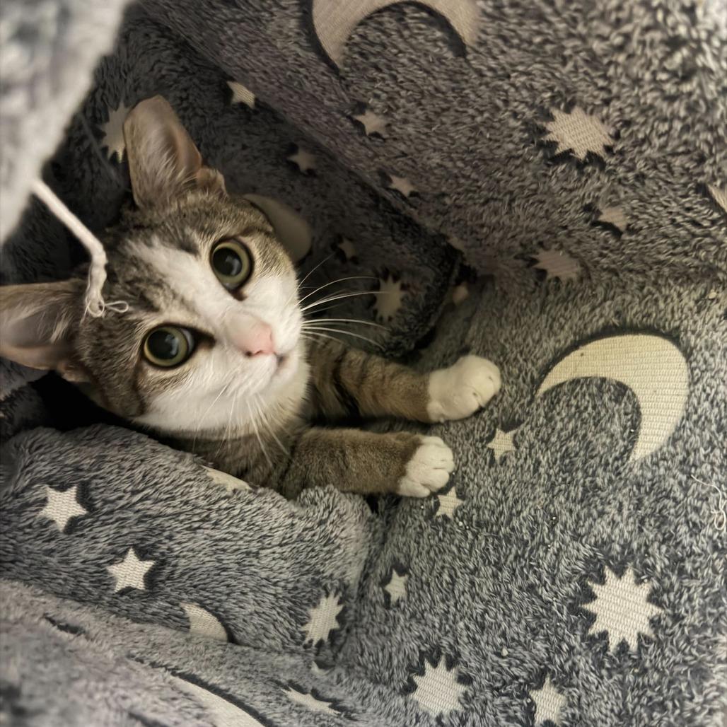 Enlarge Shy girl, a Adoptable Domestic Medium Hair in Valdosta , GA image 2/2