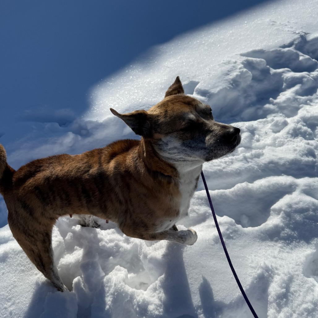 Enlarge Tiger, a Adoptable mixed breed in Melbourne, KY image 1/4