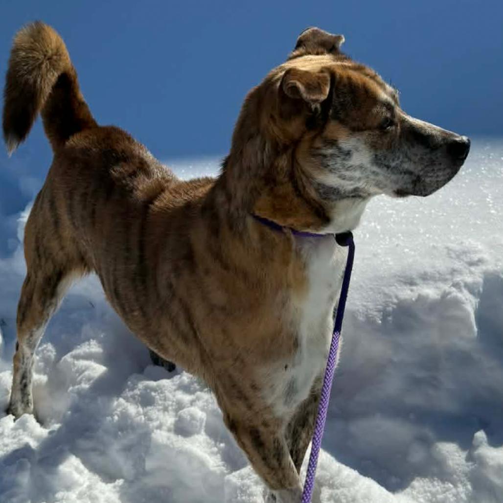 Enlarge Tiger, a Adoptable mixed breed in Melbourne, KY image 2/4