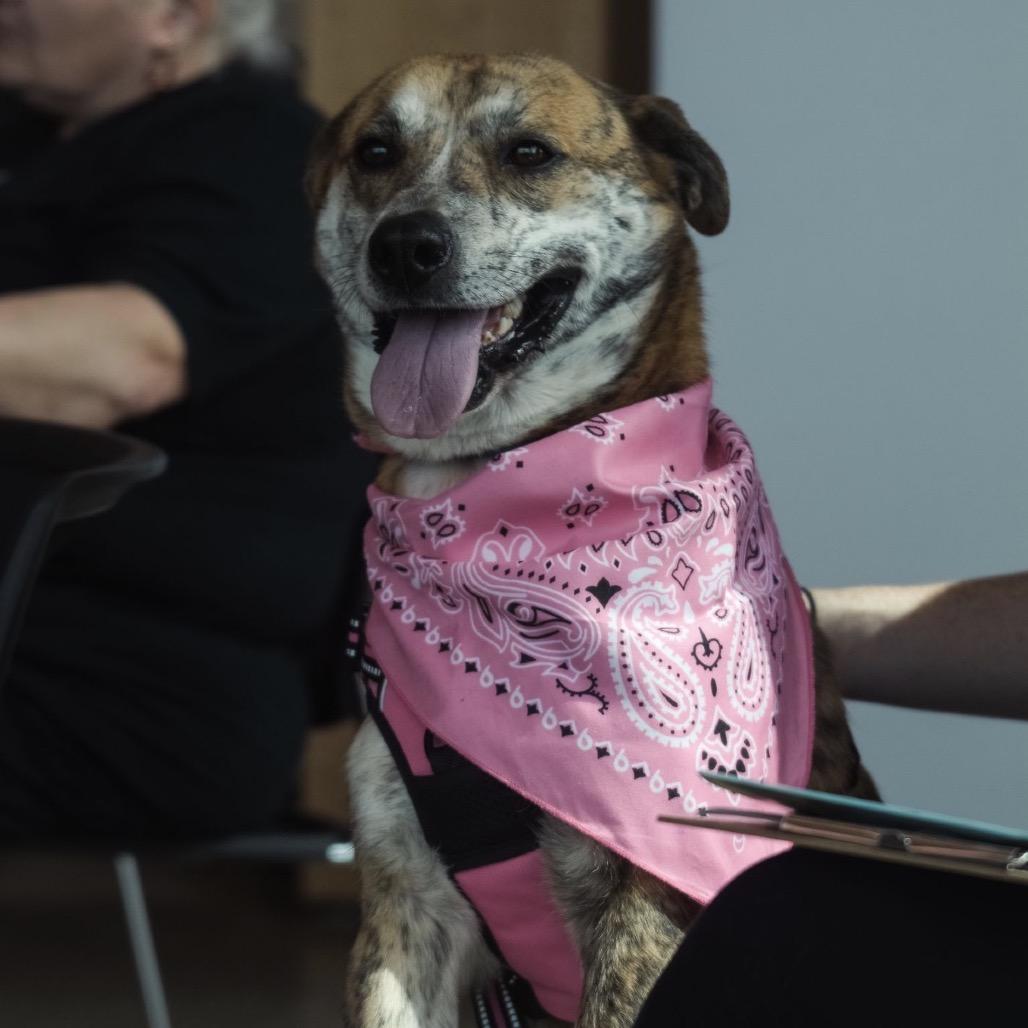 Tiger, a Adoptable mixed breed in Melbourne, KY image 3/6